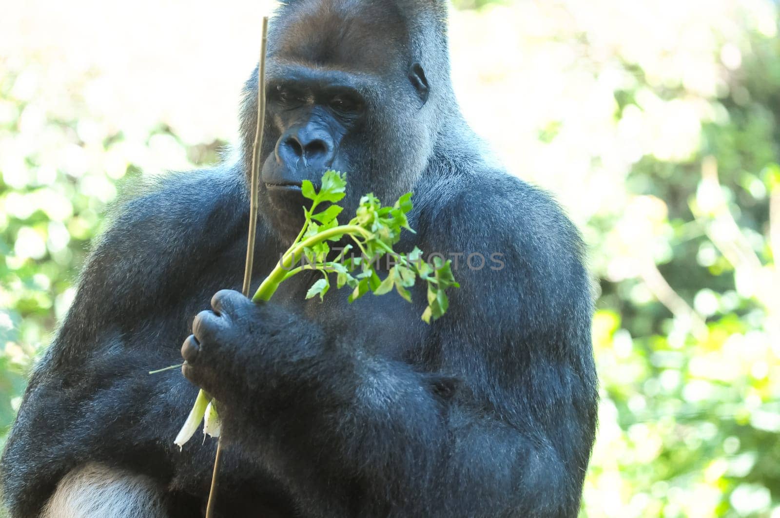 Strong Adult Black Gorilla on the Green Floor