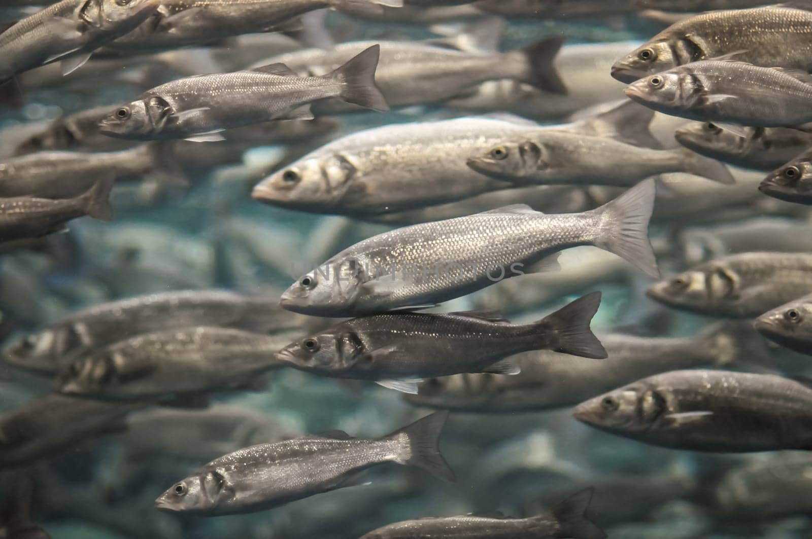 Underwater School of Silver Gray Fish in Aquarium