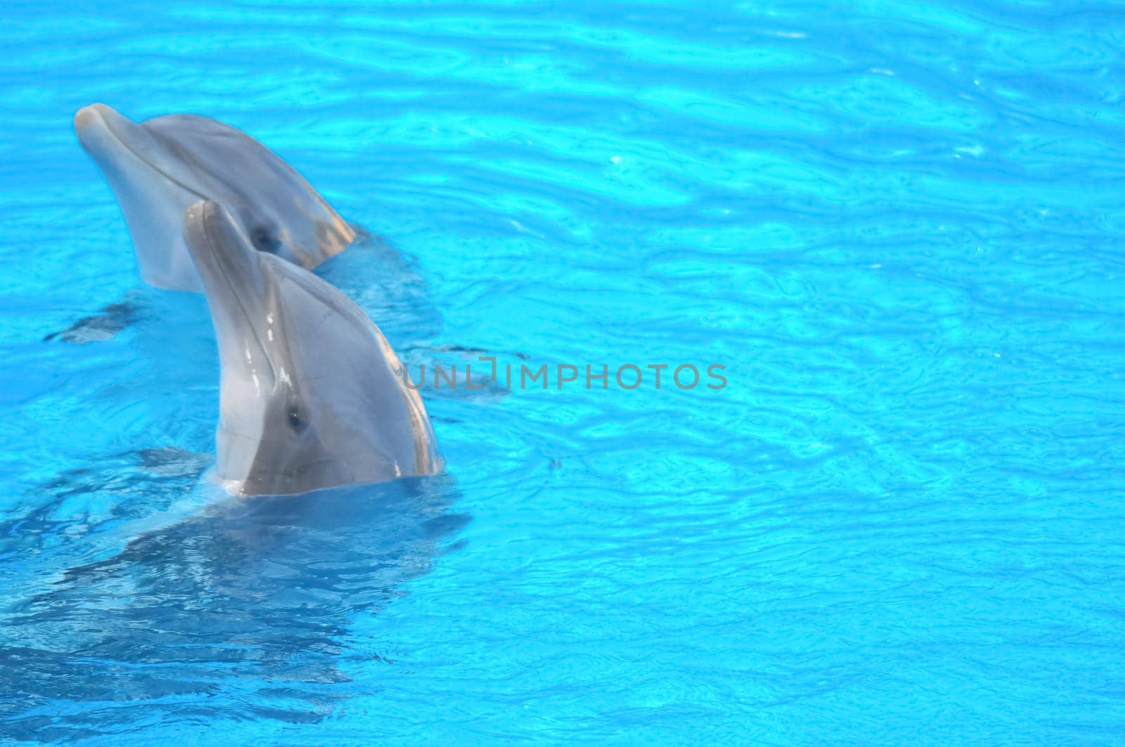 Funny Dolphins Swimming on a very Blue Water