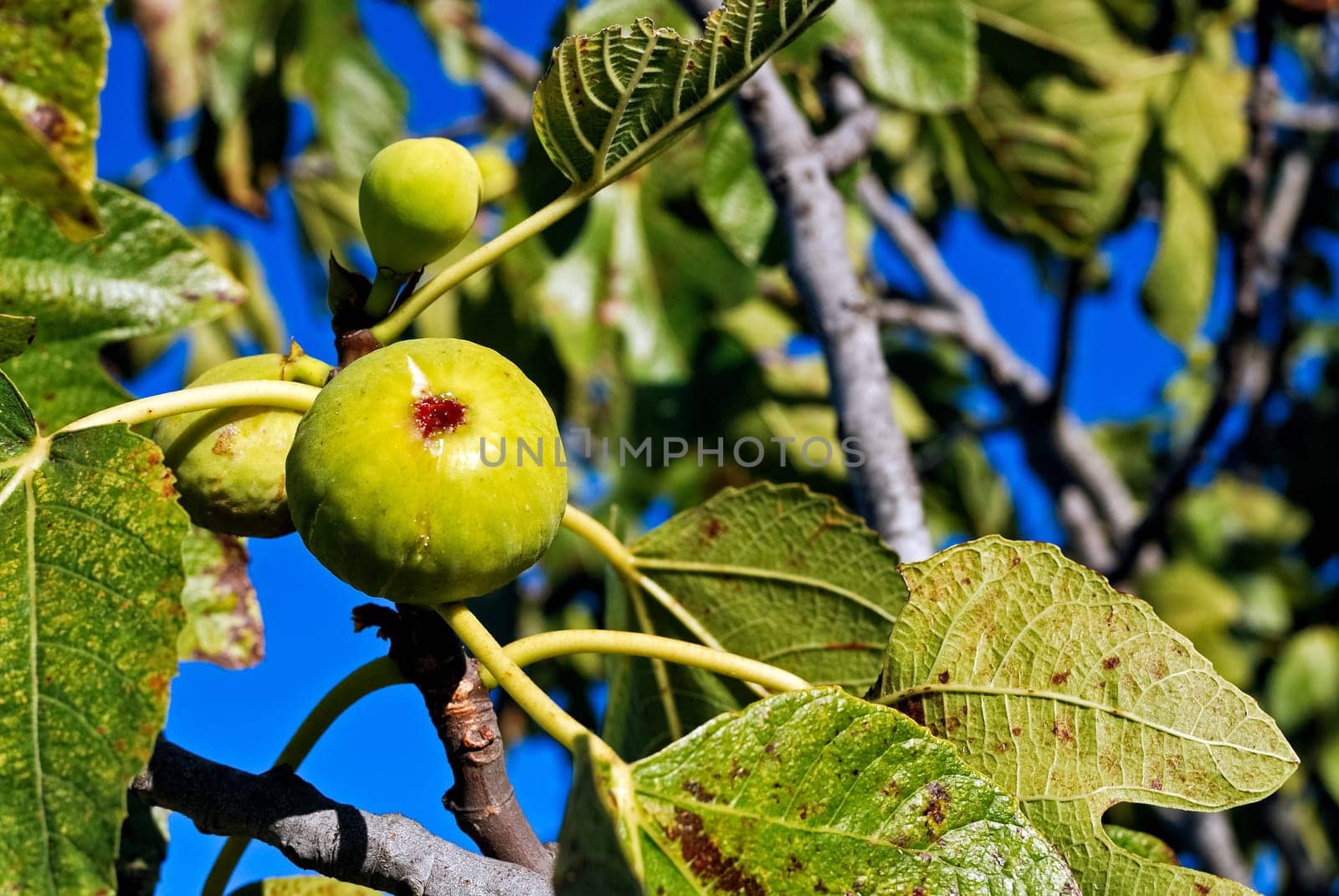 Ripe fig on a tree