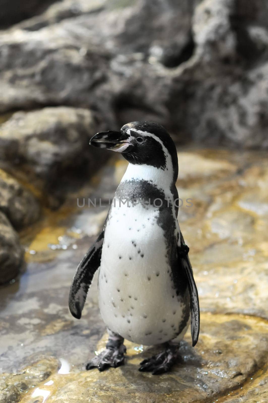 Black and White Colored Penguin in a Cold Place