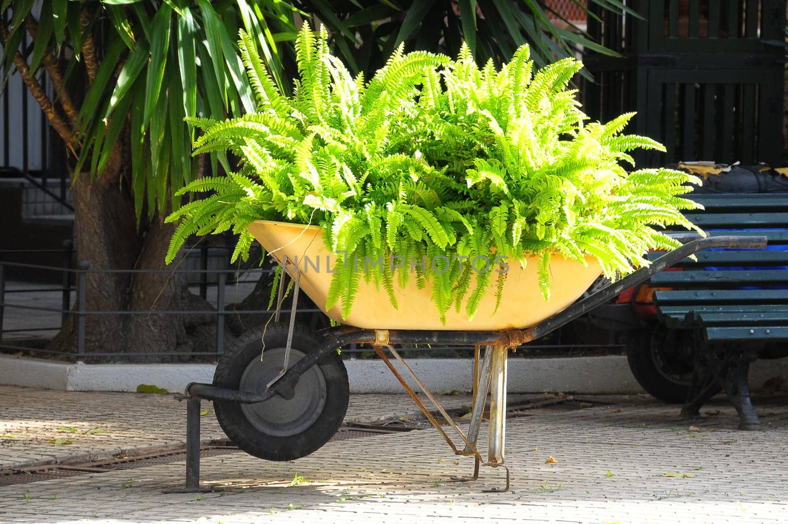 Wheelbarrow full of Plants on a Garden