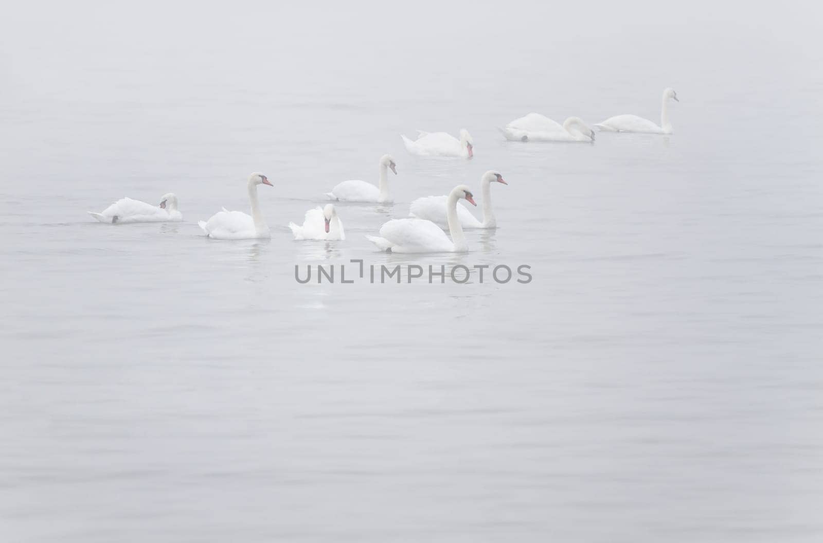 White Mute Swans or Cygnus olor  in myst on the river