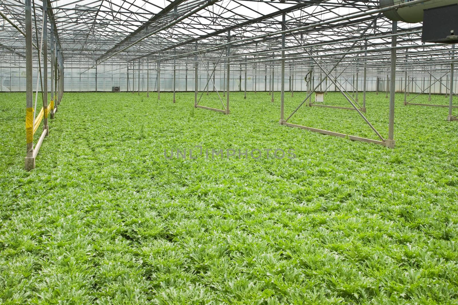 Monoculture of Andive plants growing in glasshouse in summer - horizontal