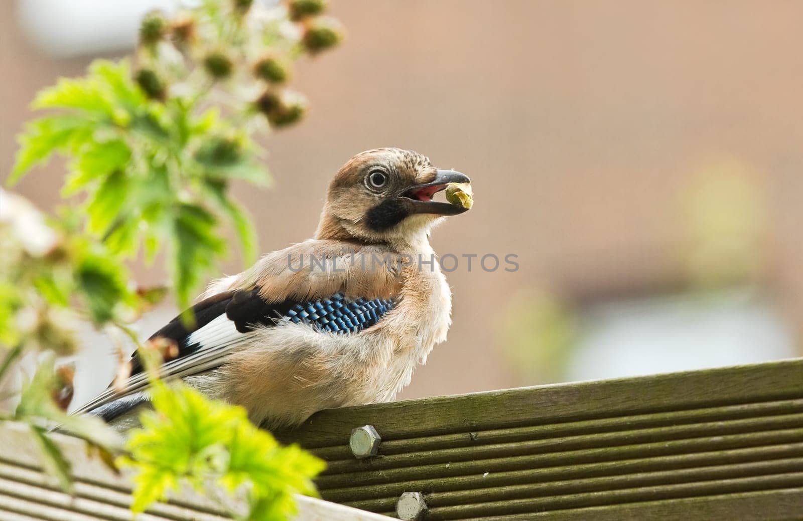 Young Eurasian Jay or Garrulus glandarius feeding in garden eating rose-hip