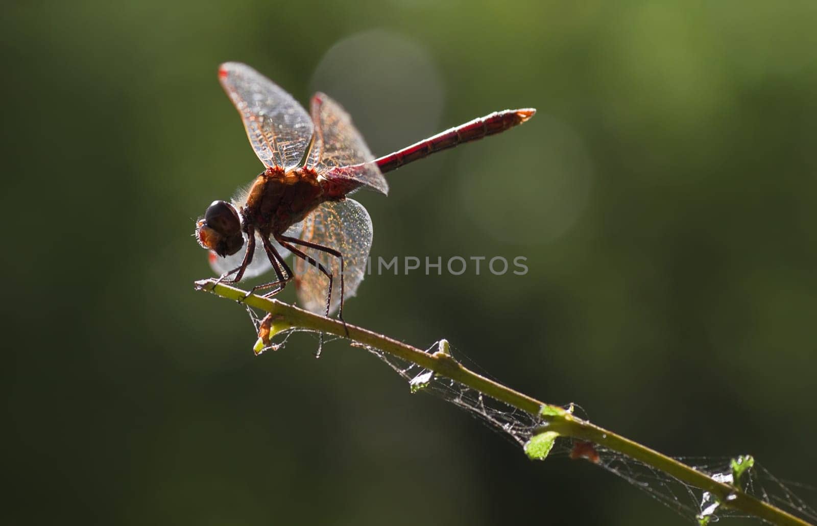 Backlight red Vagrant darter or Sympetrum vulgatum dragonfly with green background with bokeh in summer
