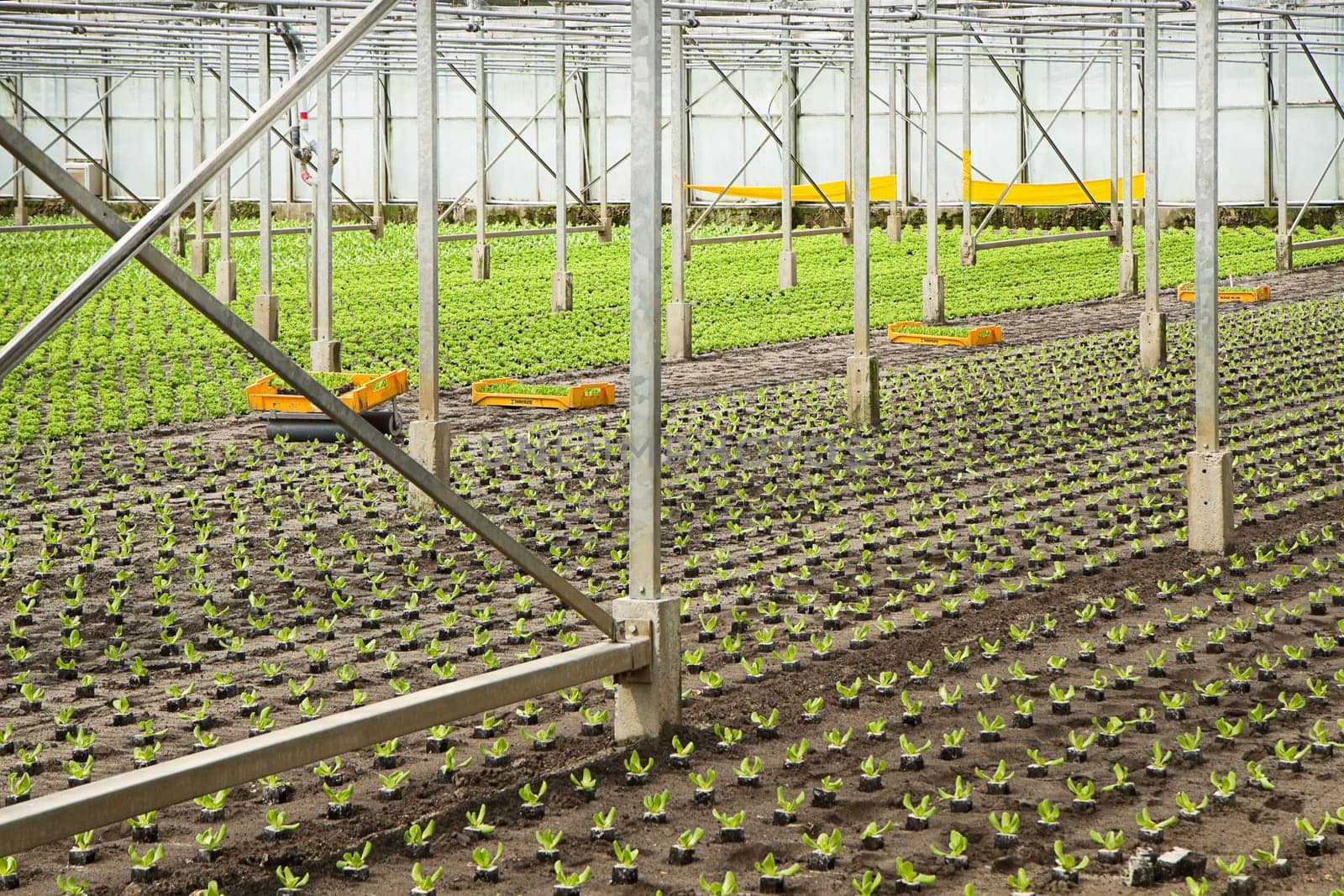 Working on new planting of young Salad plants in glasshouse in summer - horizontal