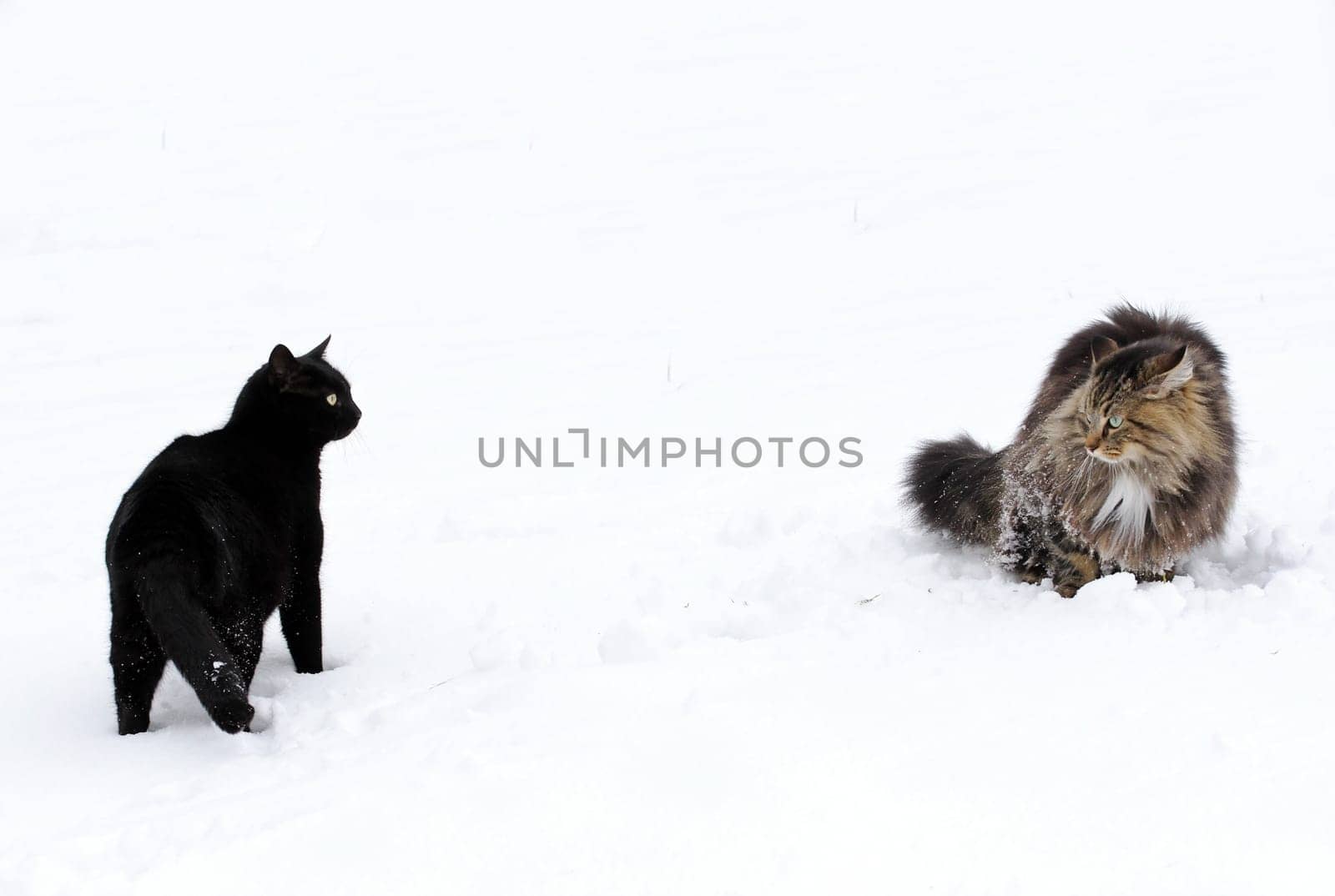 The Cat Controversy