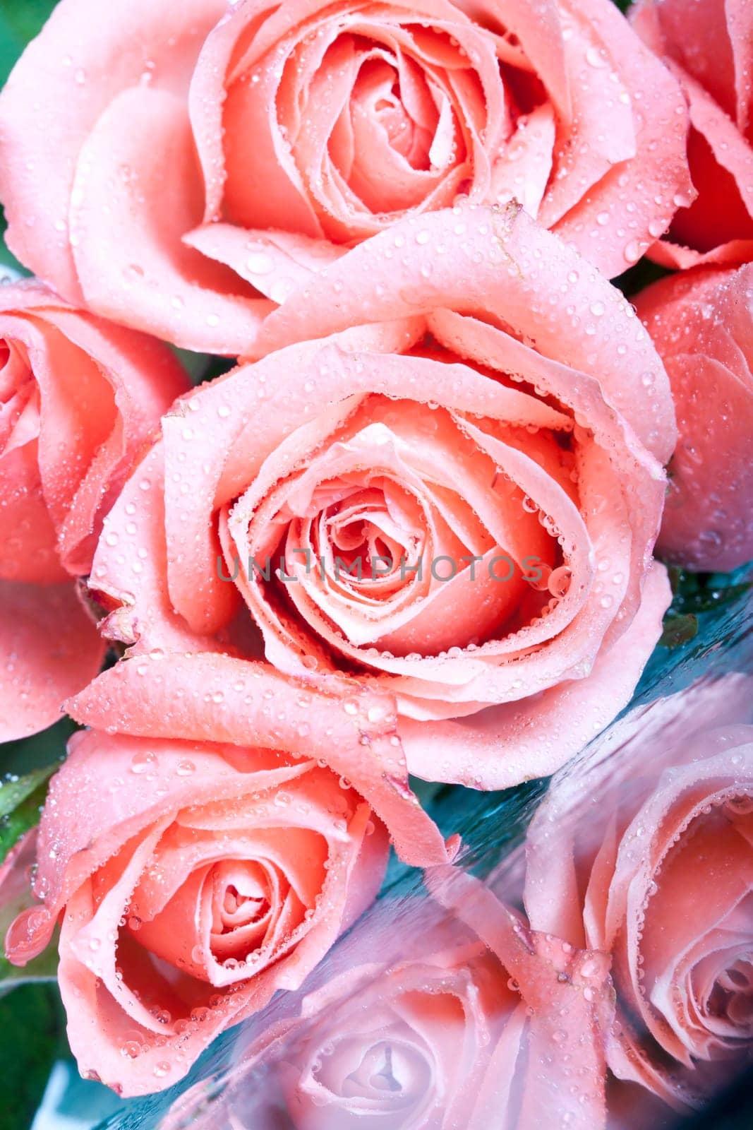 Close up on pink roses covered with dew