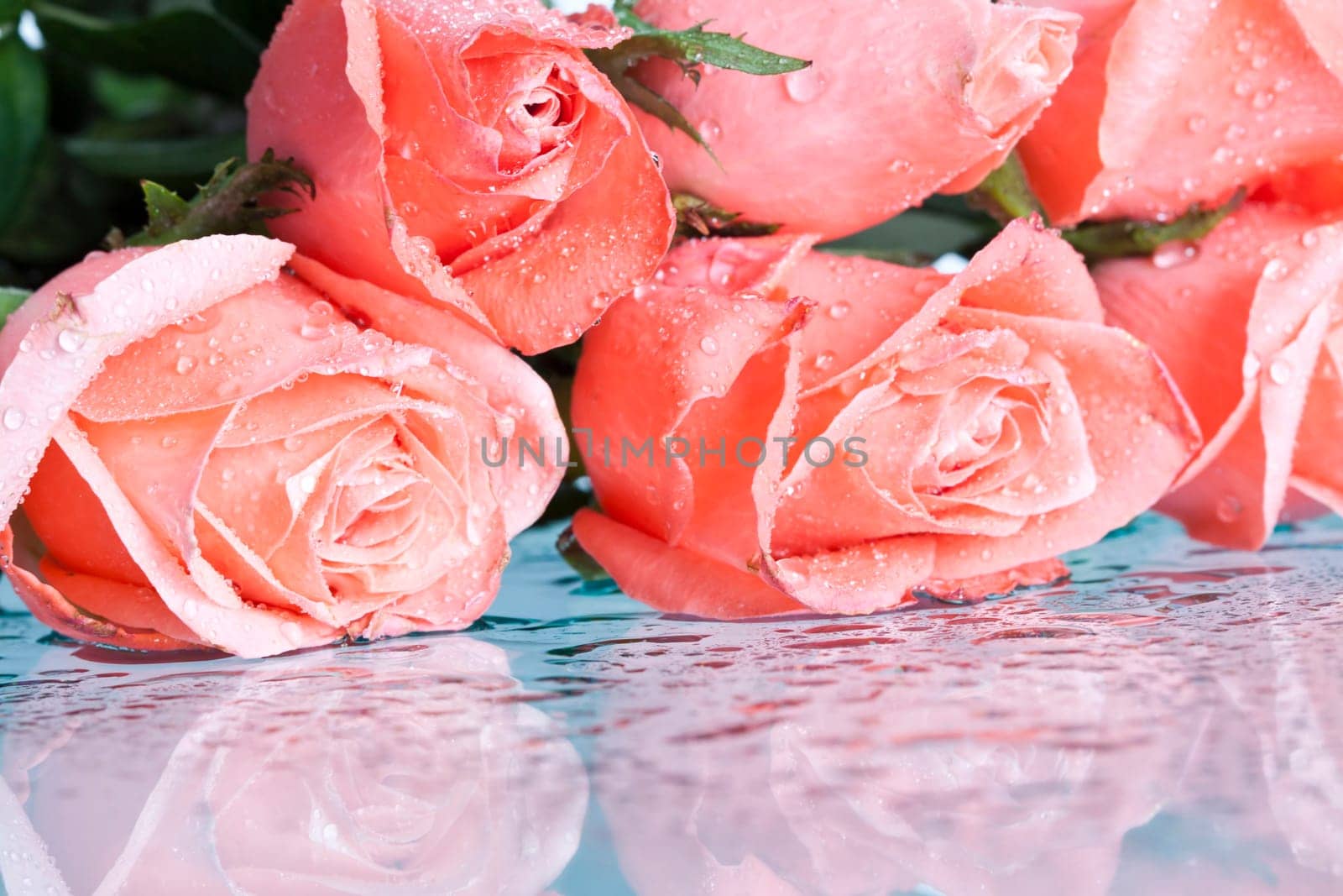 Close up on pink roses covered with dew