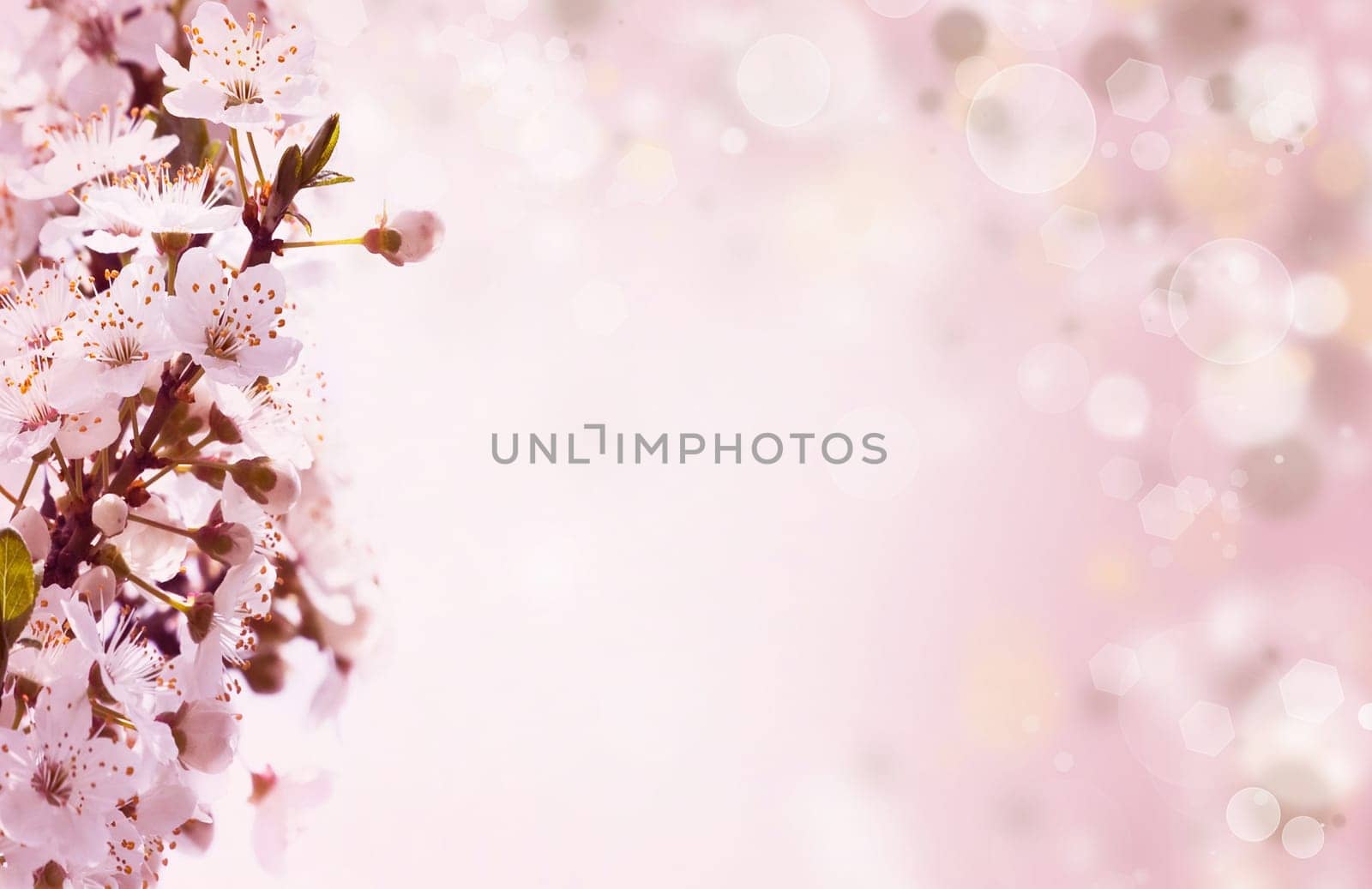 Spring flowers on pink background with colorful lights