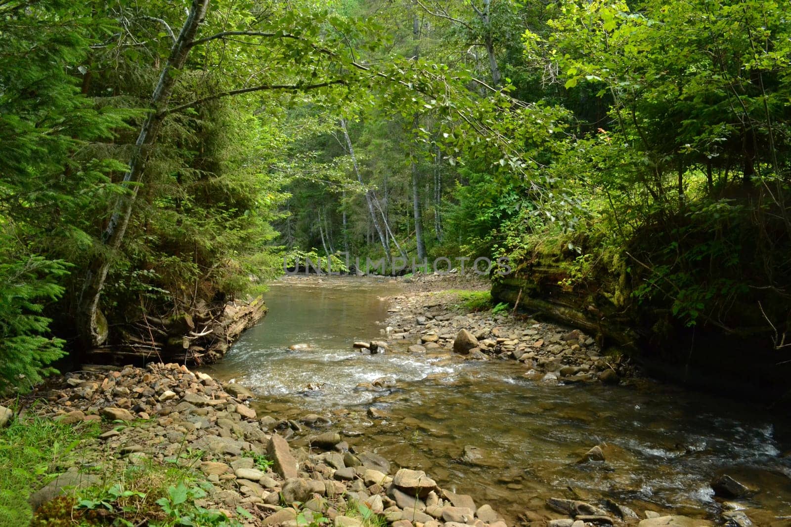 River flows in the forest