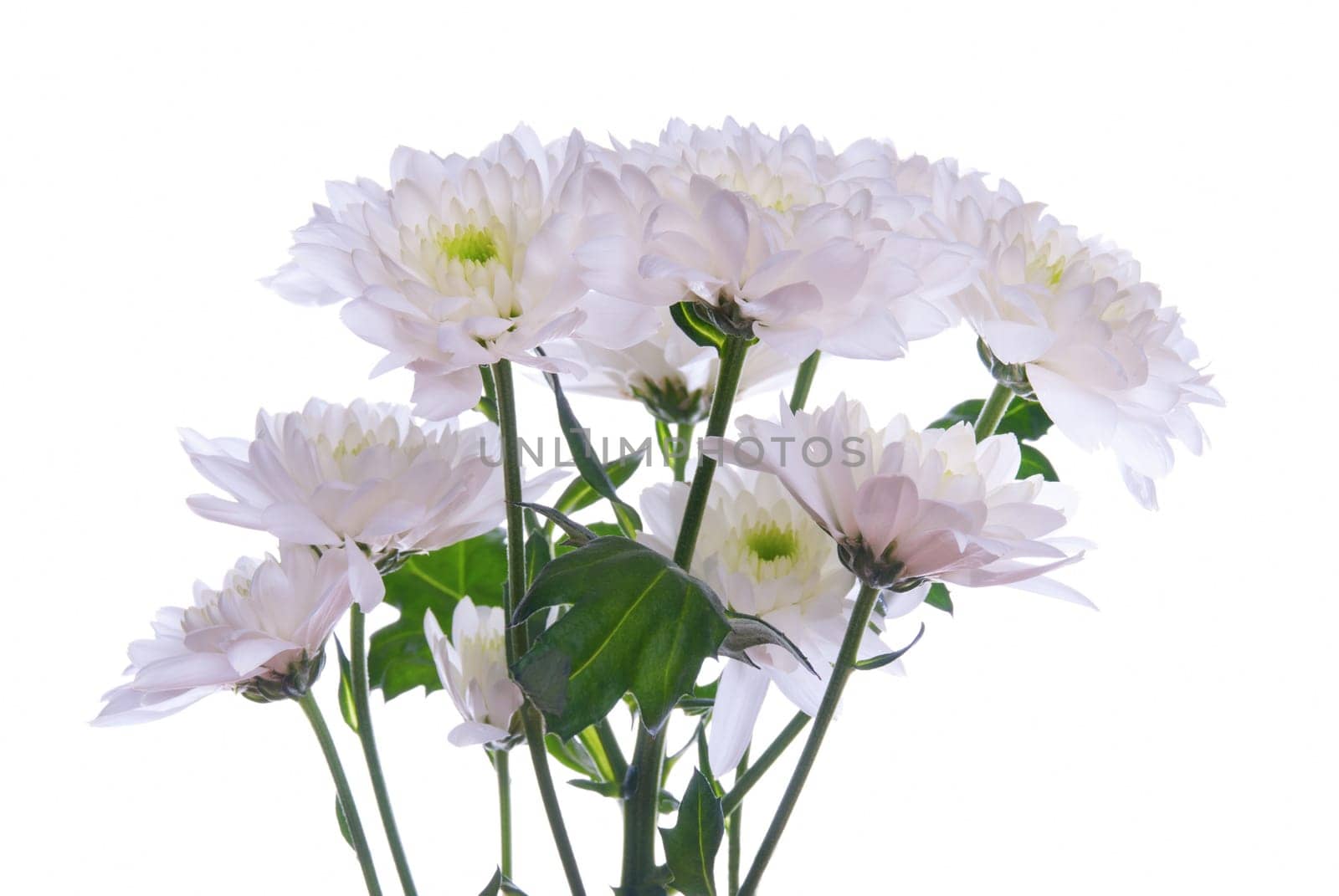 A Bunch of White Flowers, Isolated on White