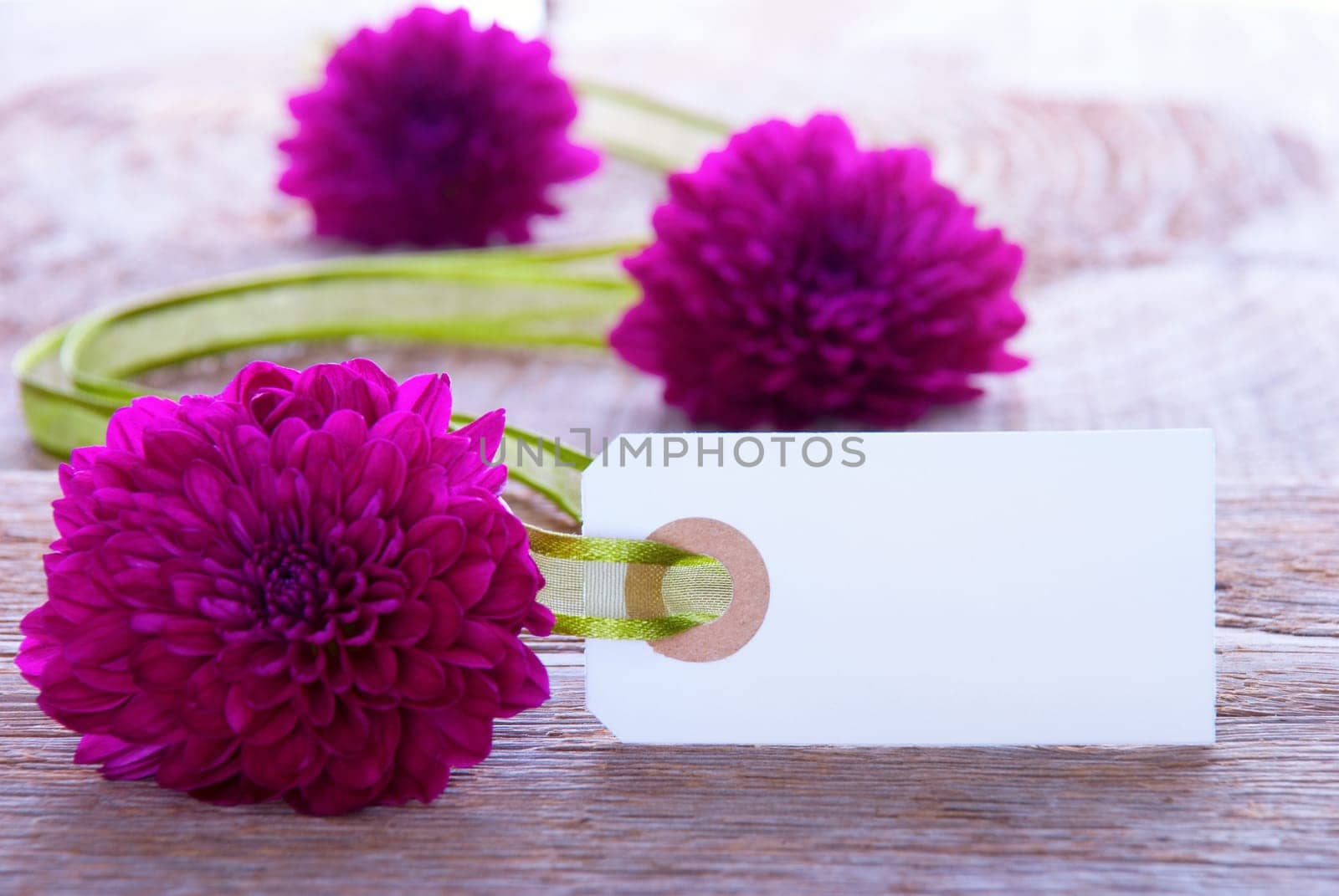 Blank Label with Copy Space and Purple Flowers and Green Ribbon as Background