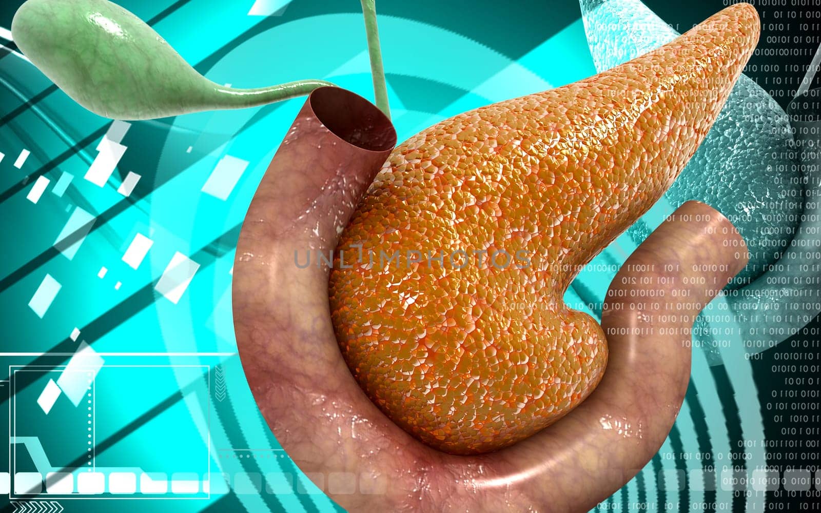 Digital illustration of pancreas in colour background