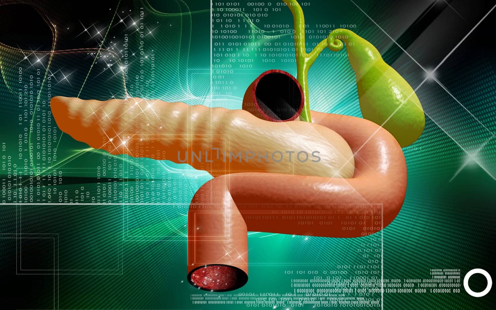 Digital illustration of pancreas in colour background