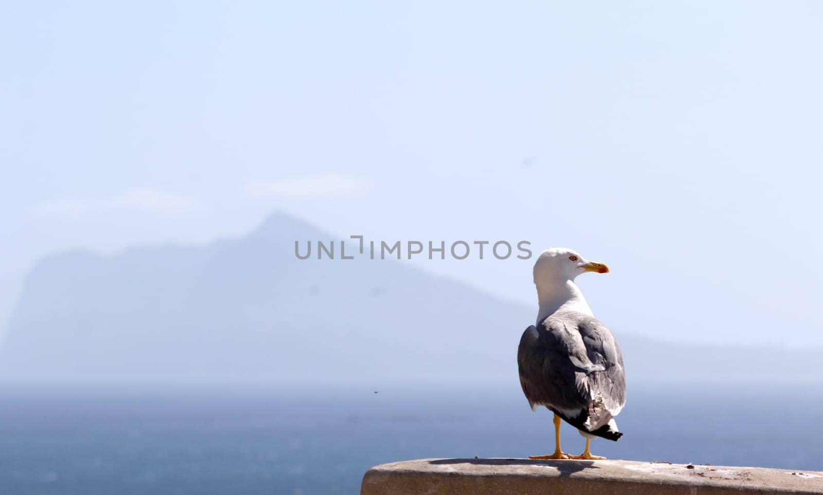 The Yellow-legged Gull (Larus michahellis), in Natural Park of Penon de Ifach situated in Calp, Spain.