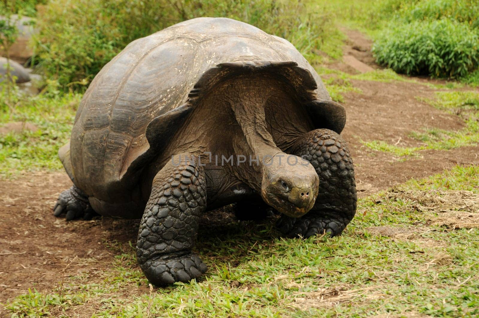 Galapagos Giant Tortoise