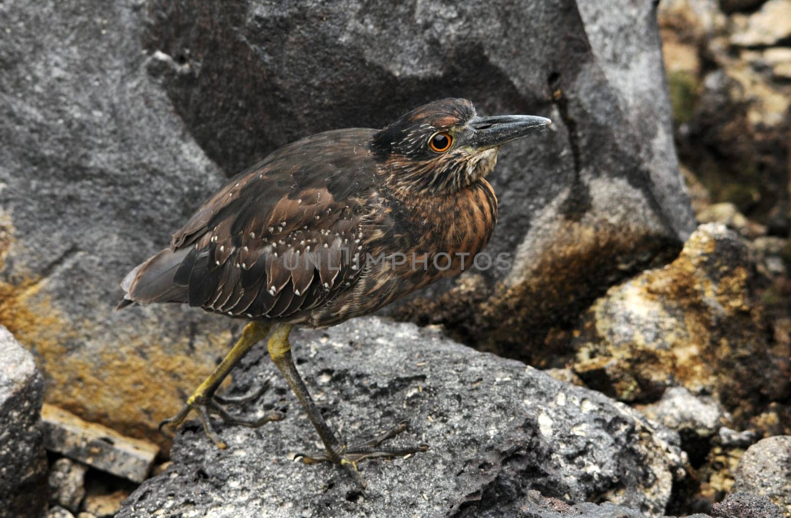 Galapagos Lava Heron