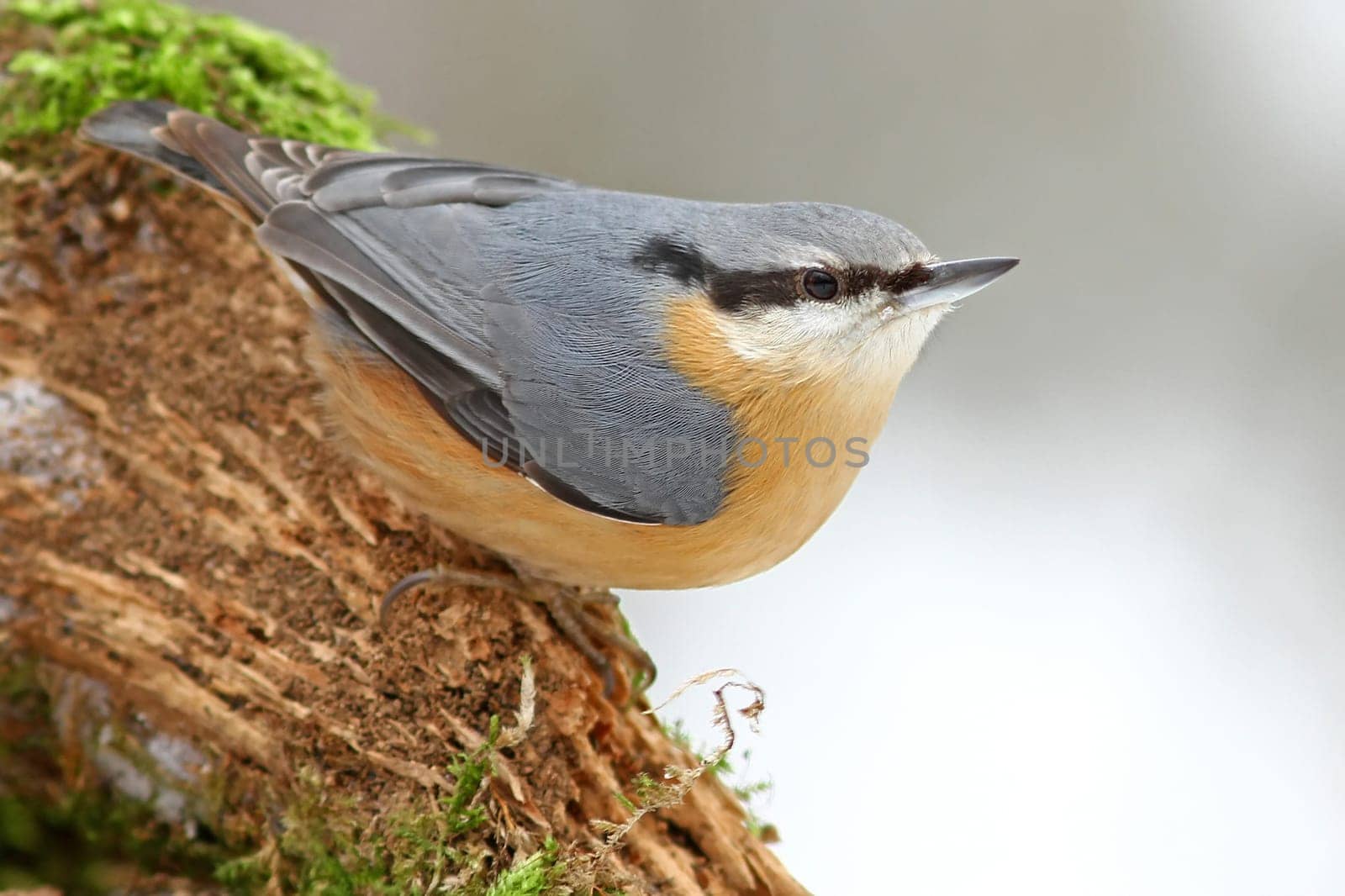 The nuthatch - Sitta europaea