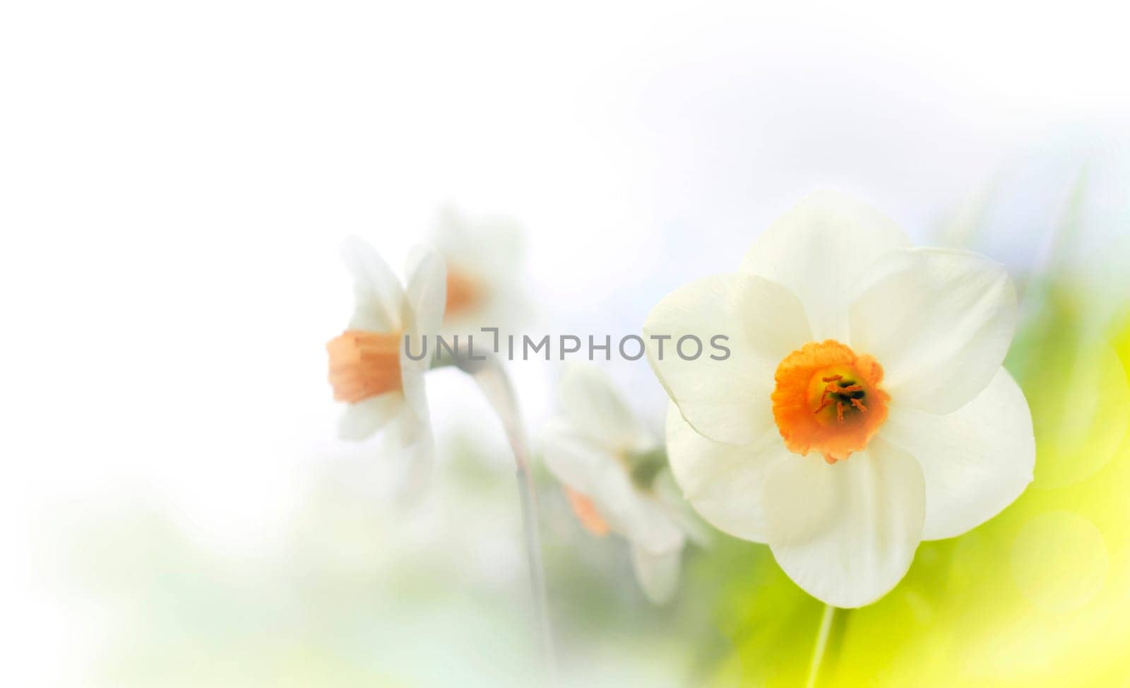 Daffodils Higk Key on white background