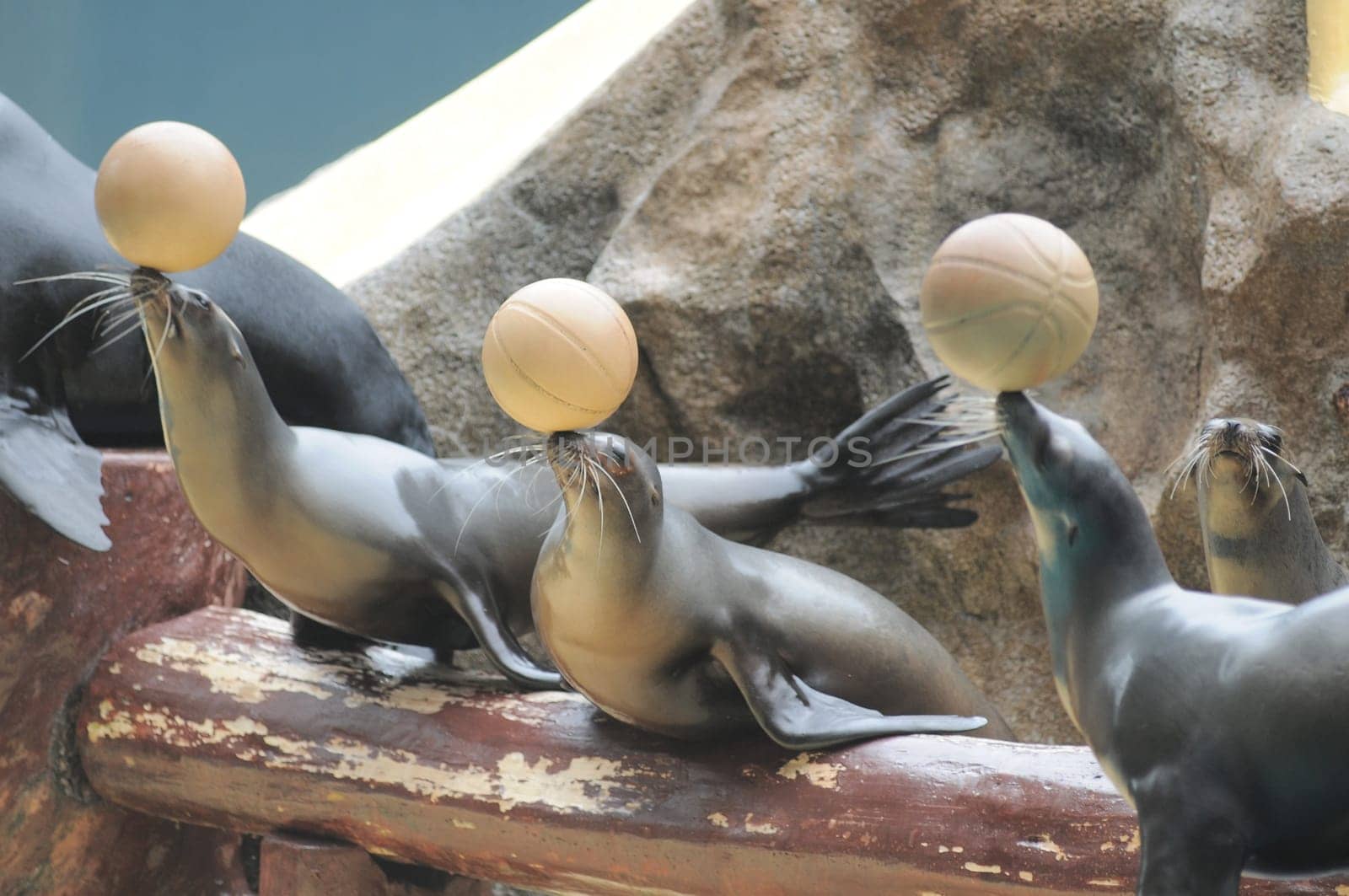 Addomesticated Sea Lion on Park in Canary Islands