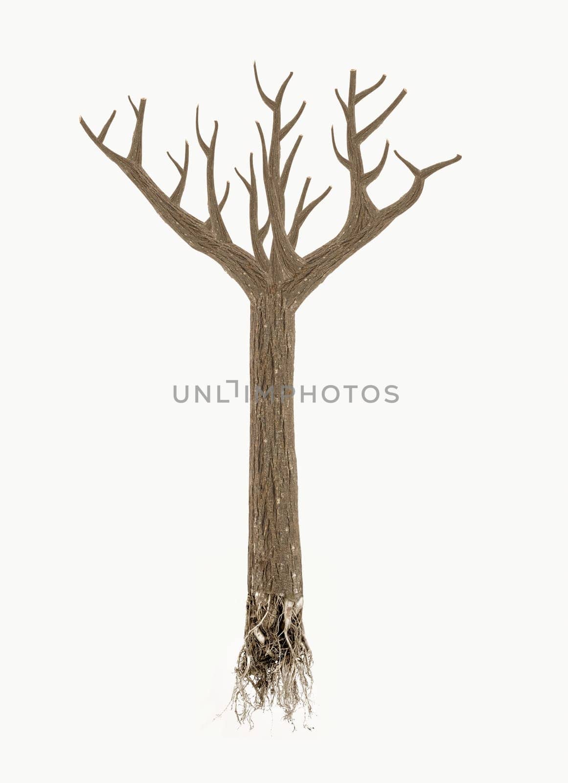 high quality dead tree with roots isolated on white