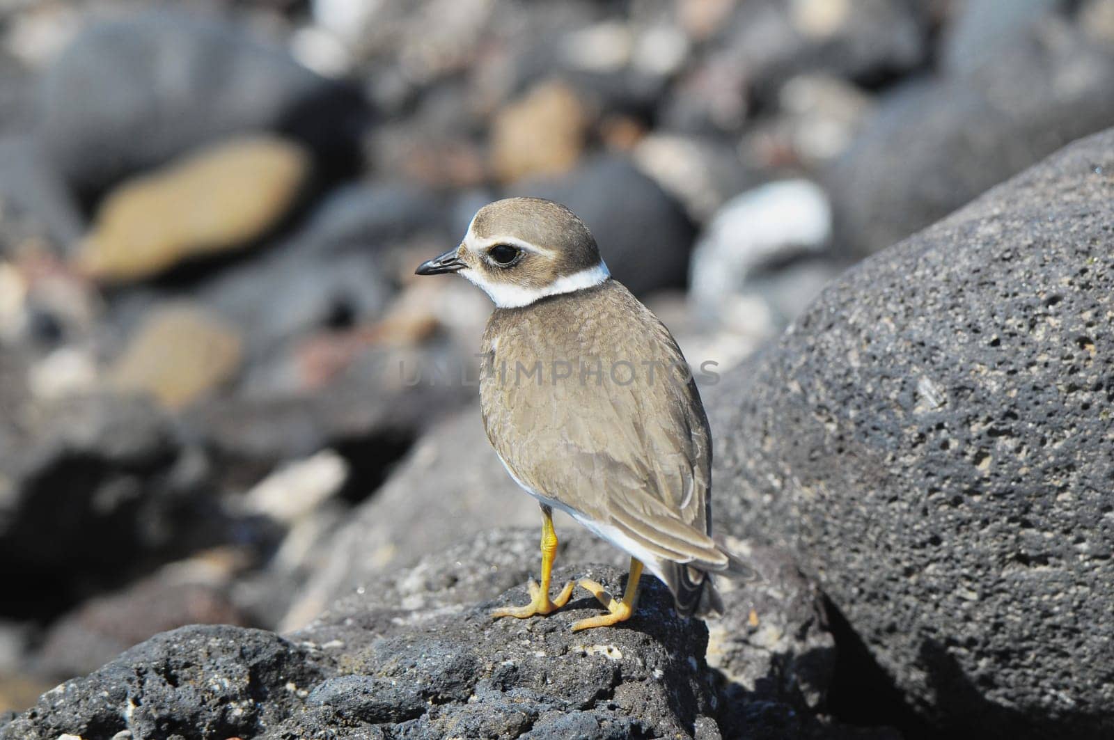 One Adult Kentish Plover Water Bird near a Rock Beach