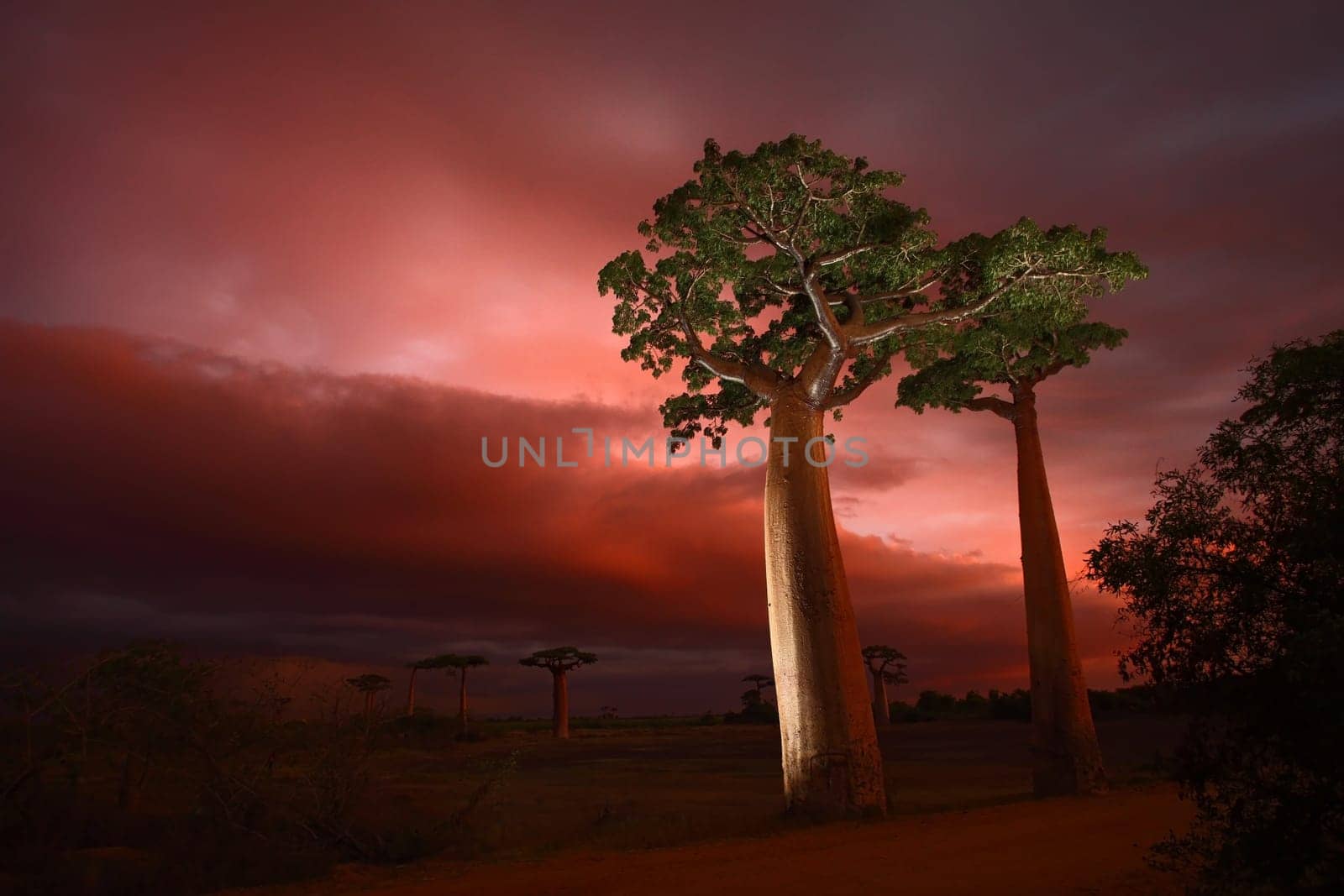 Avenue of the Baobab
