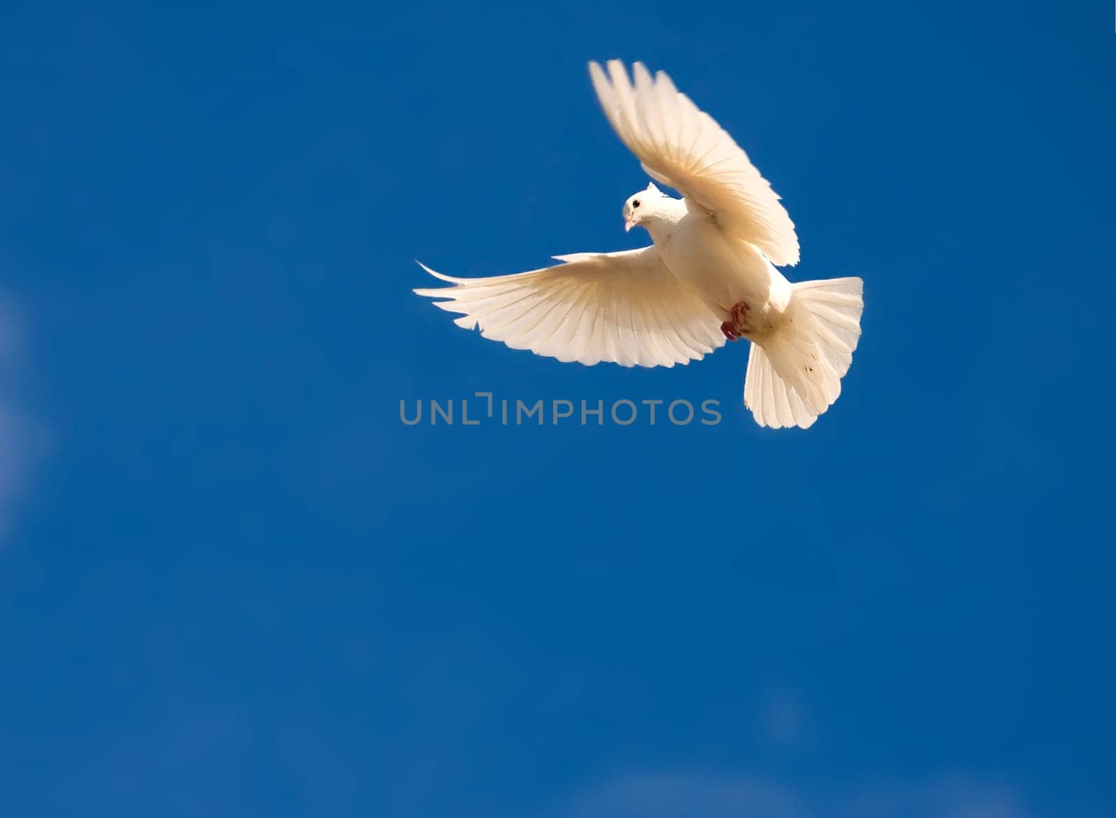 Nice close-up photo of white flying pigeon