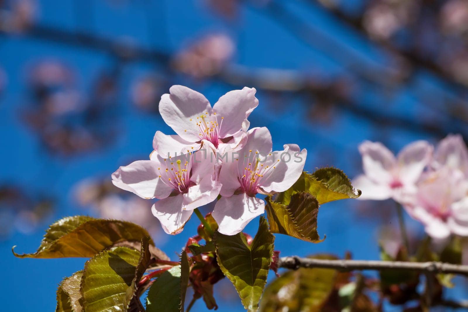 Beautiful pink flowers of Cherry blossom or Japanese Sakura in spring bloom