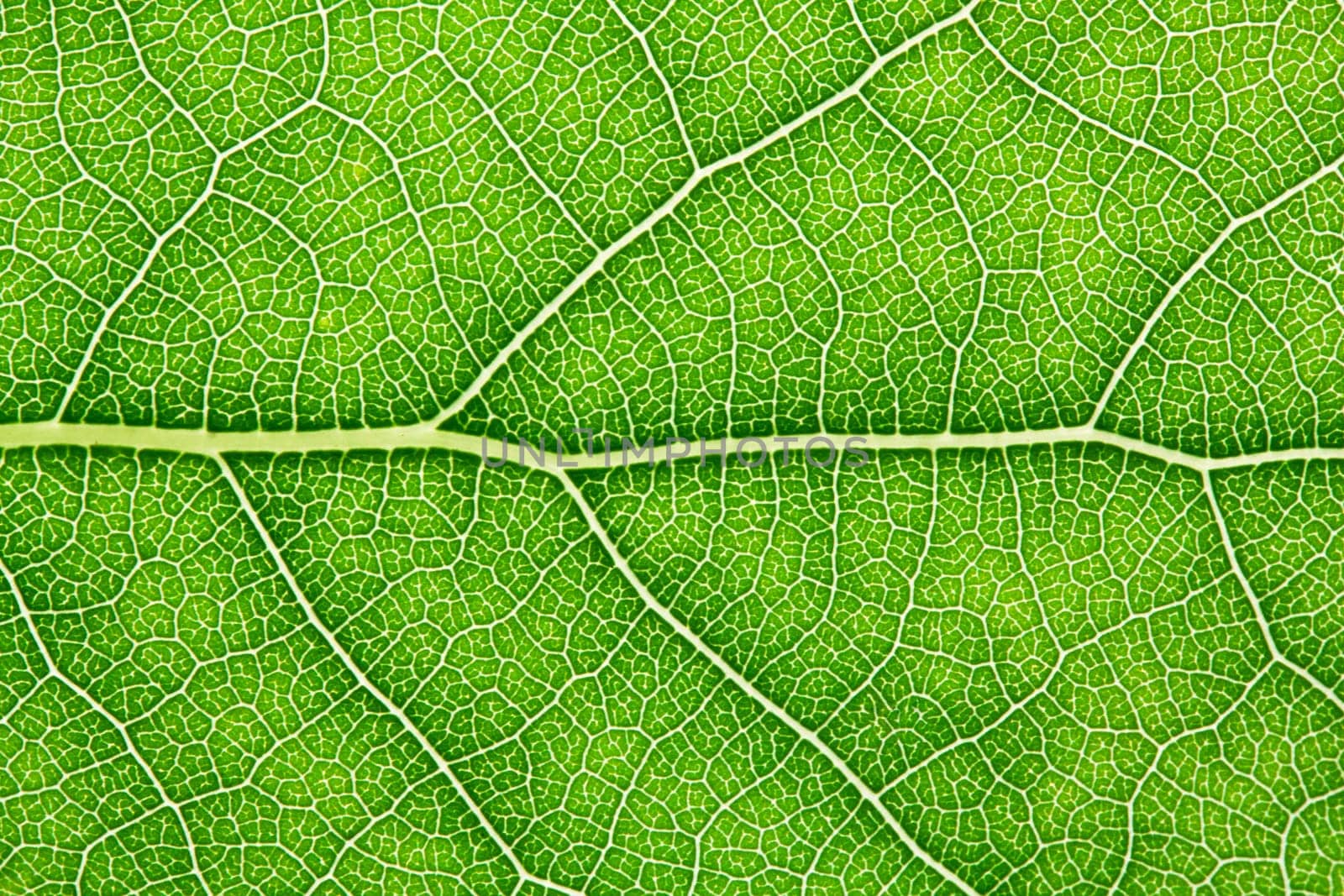 Nice macro photo of big green leaf