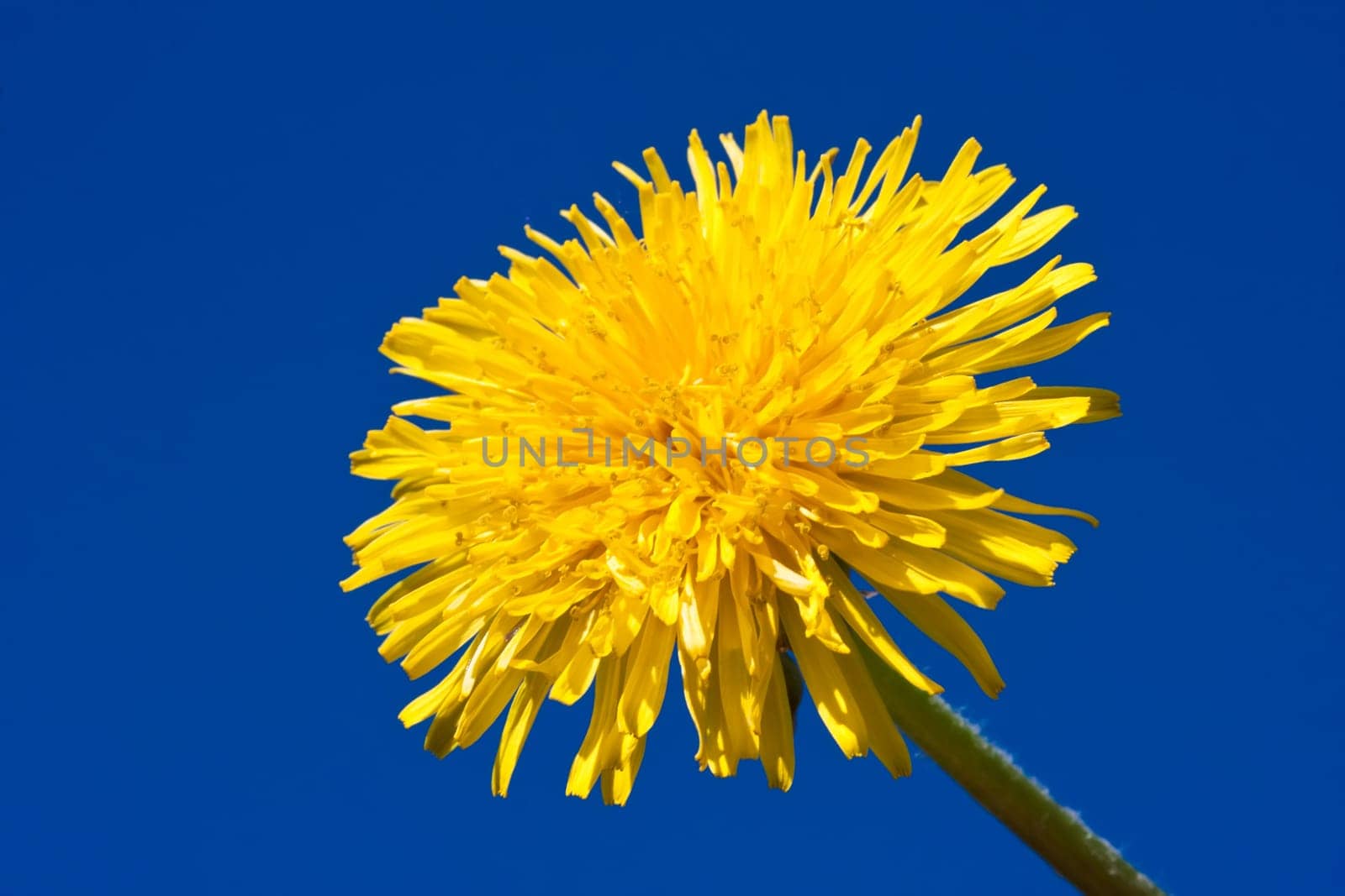 Beautiful bright yellow dandelion flower, spring photo