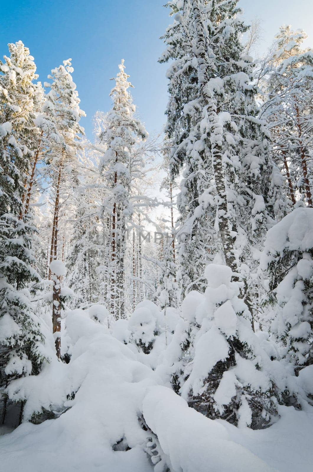 Winter snow covered trees against the blue sky