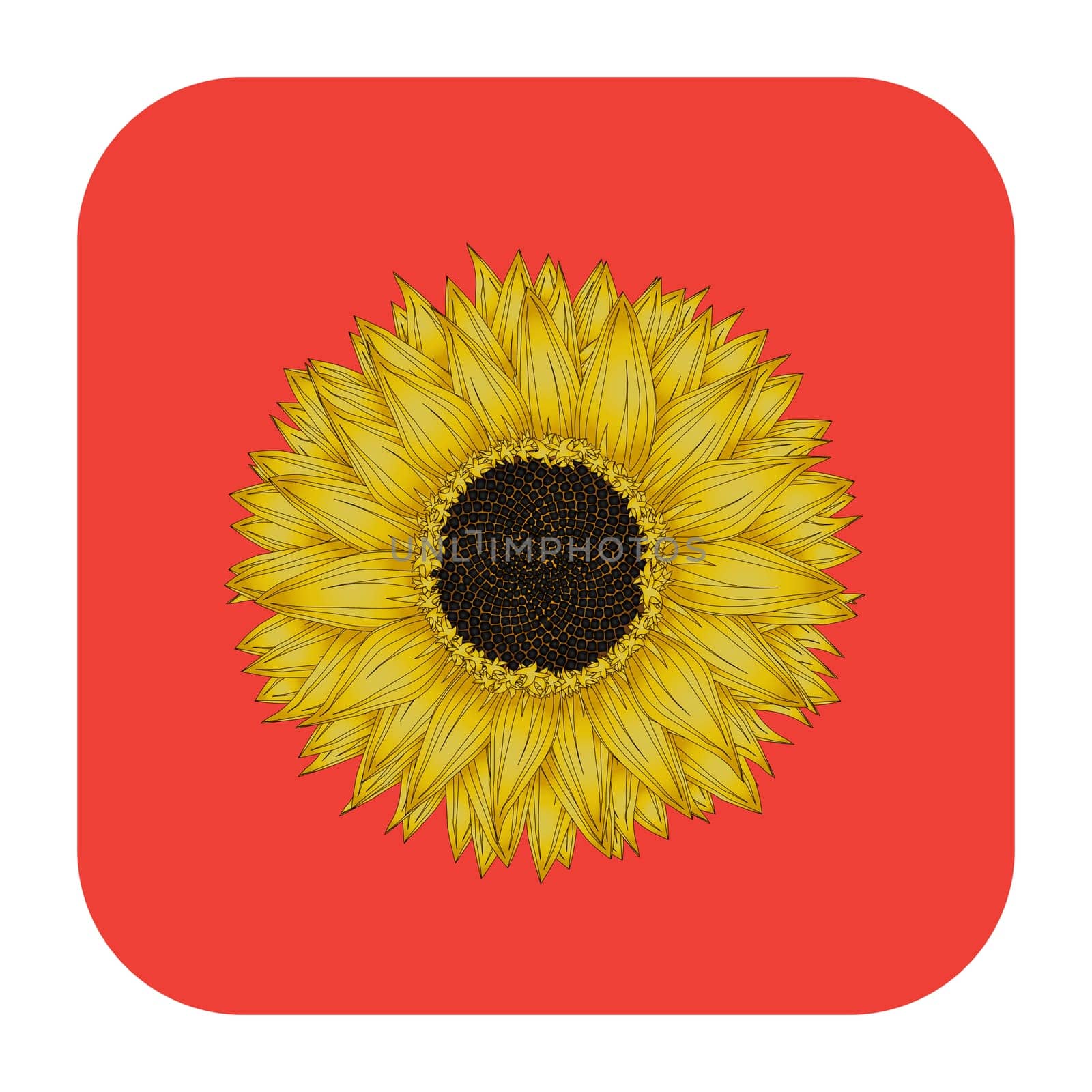 Sunflower icon, isolated object over white background
