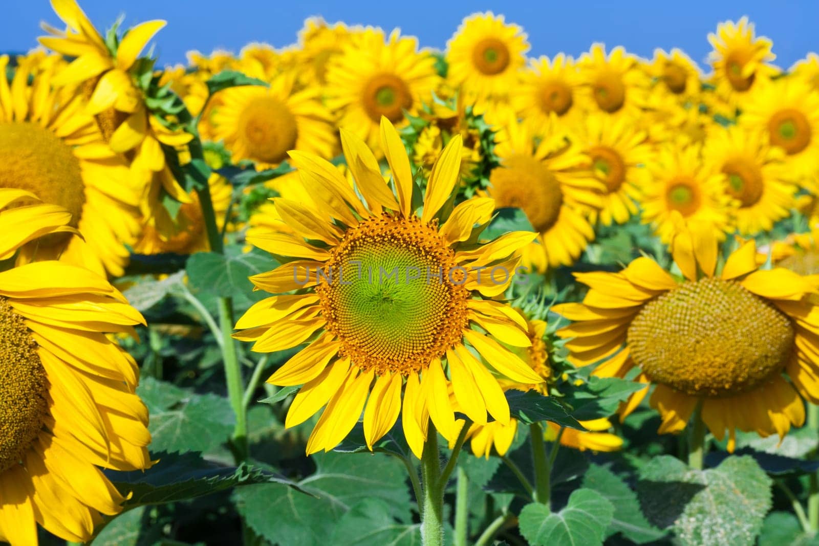 Beautiful blooming field of sunflowers under blue sky