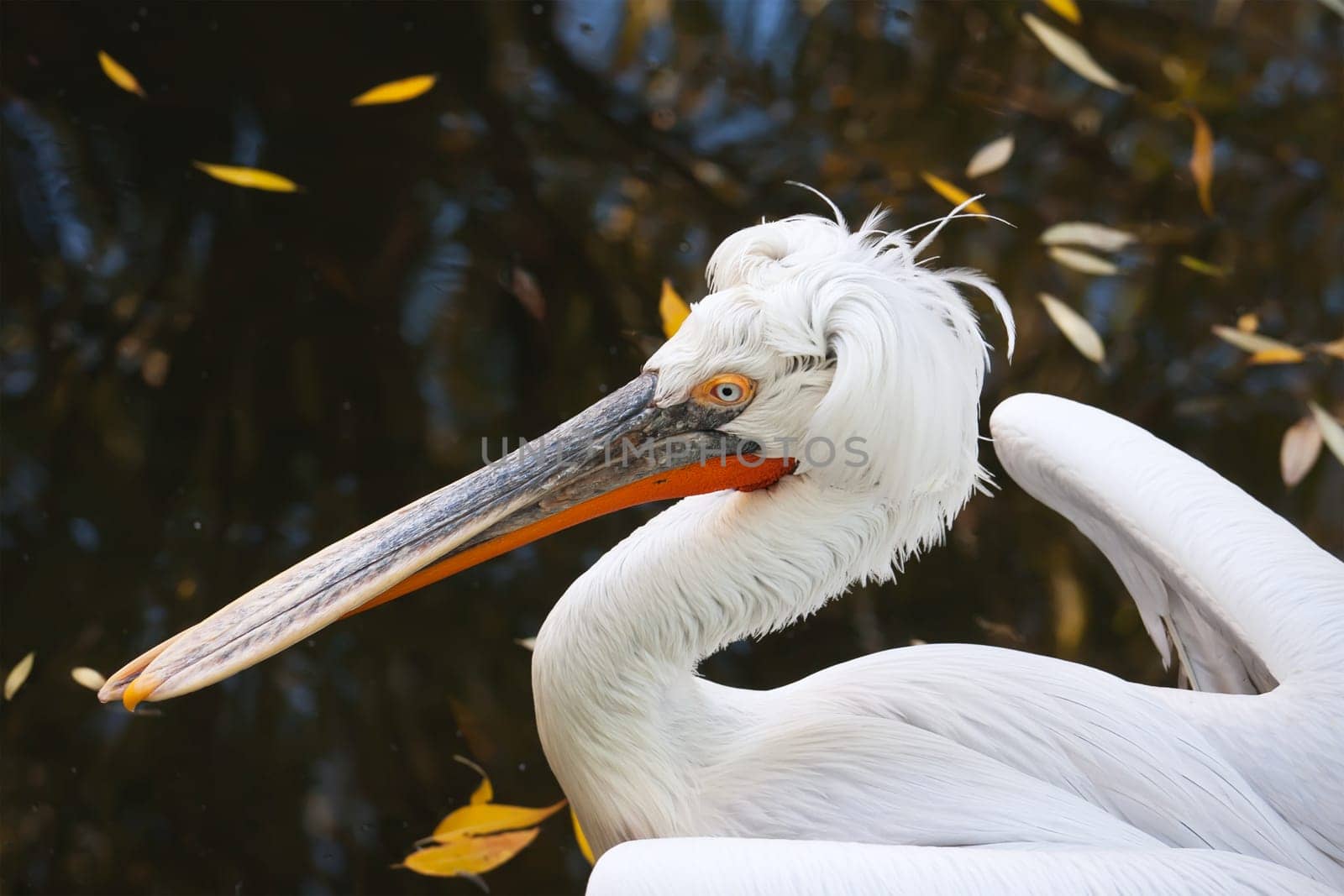 Beautiufl close-up photo of cute white pelican