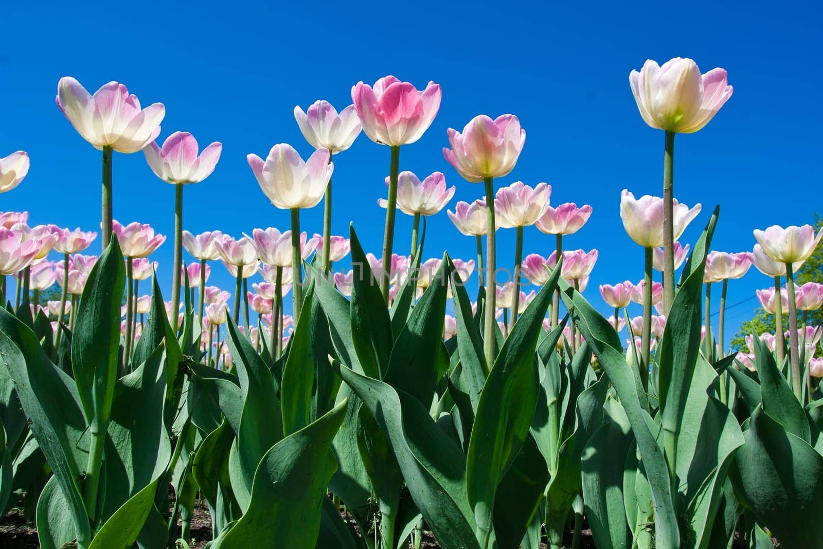 Beautiful colourful tulip flowers background in spring