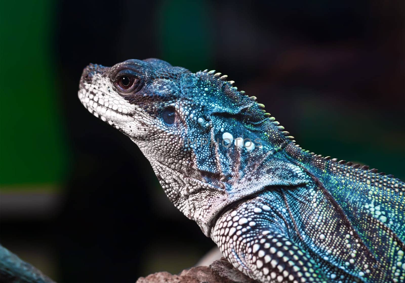Beautiful close up photo of reptile