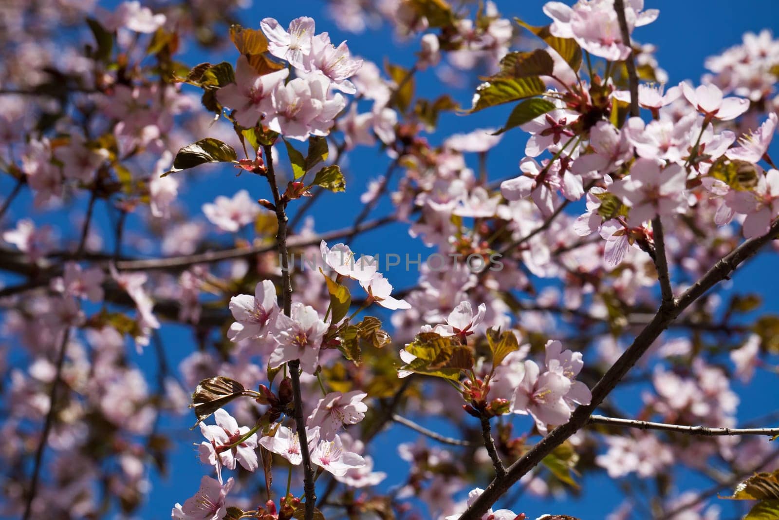 Beautiful pink flowers of Cherry blossom or Japanese Sakura in spring bloom