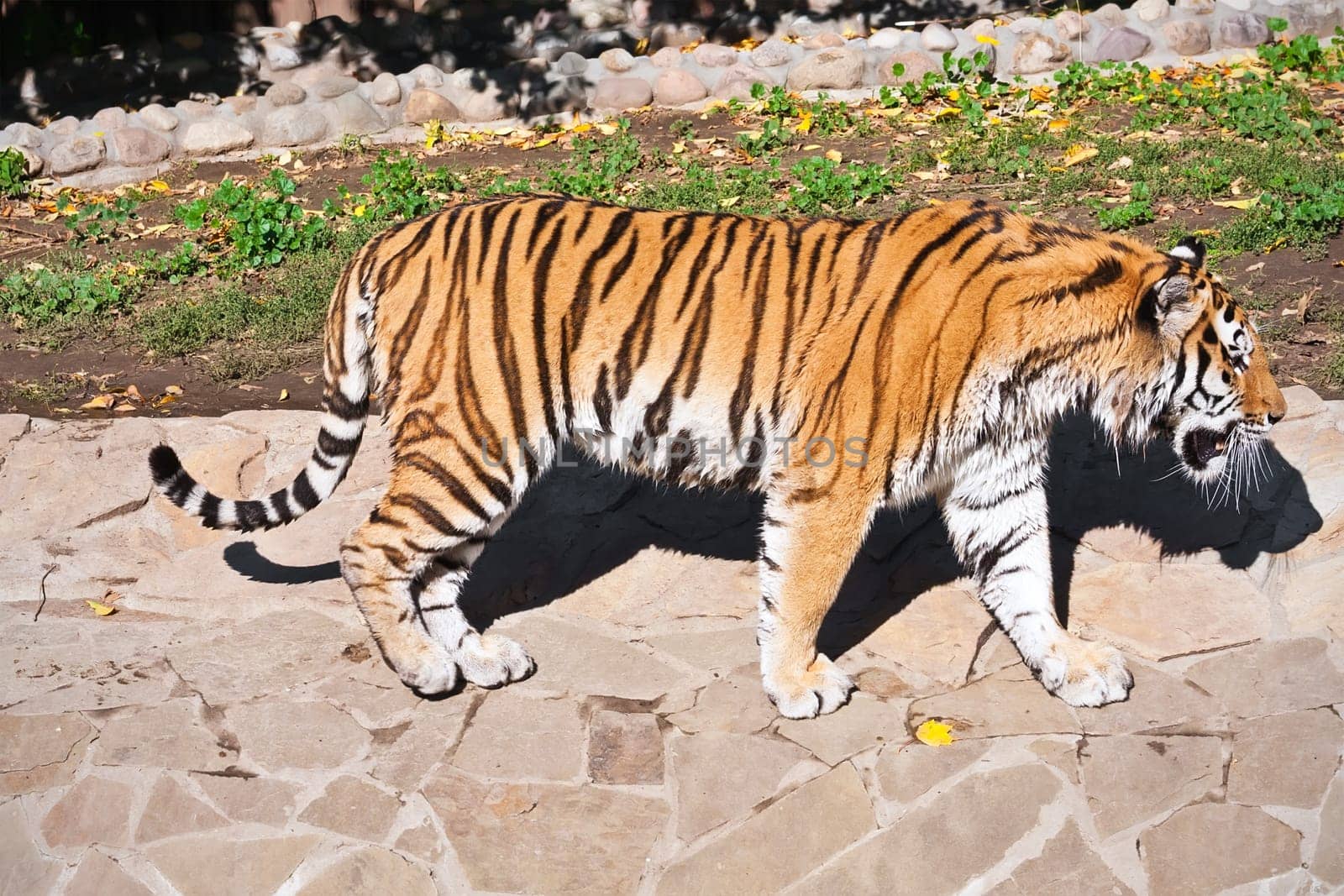 Wild and agressive Bengal tiger in zoo