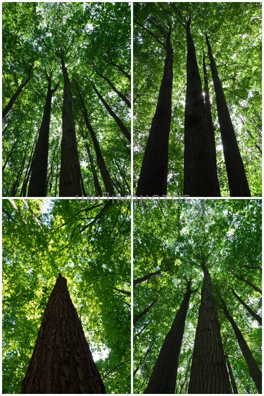 Beautiful photos of green forest on sunny day