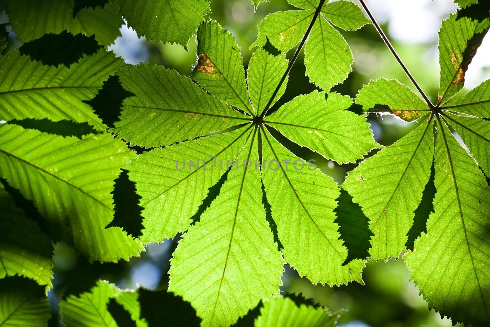 Lush green leaves background in bright sunlight