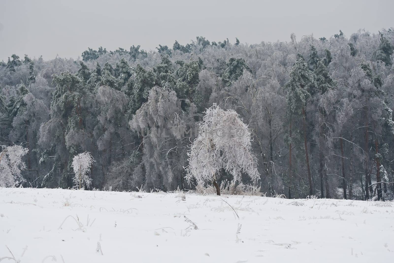 Nice photo of winter forest covered by white snow