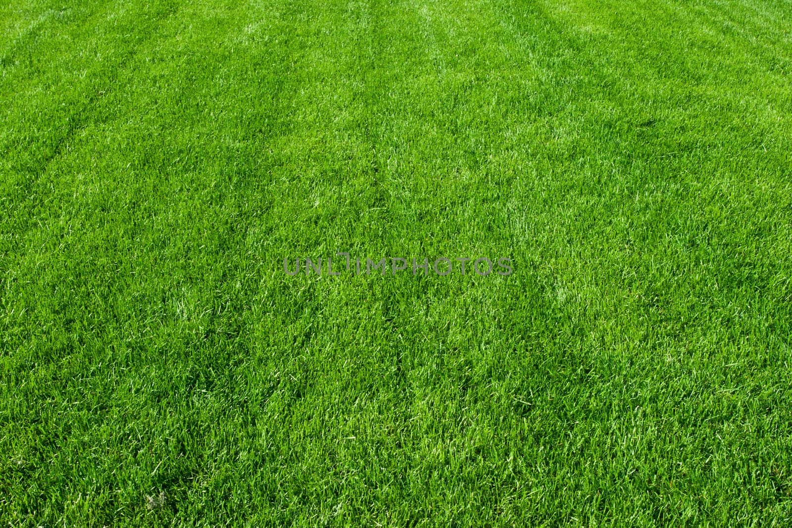 Green lush grass background under bright sunlight