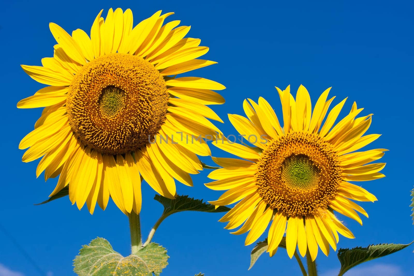 Beautiful close-up photo of big yellow sunflower