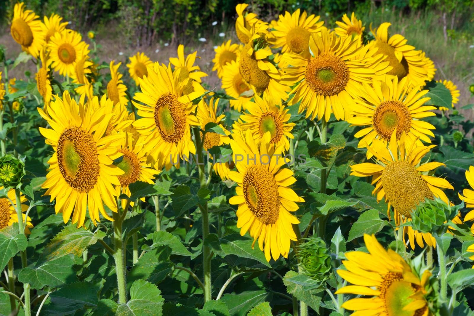 Beautiful blooming field of sunflowers under blue sky