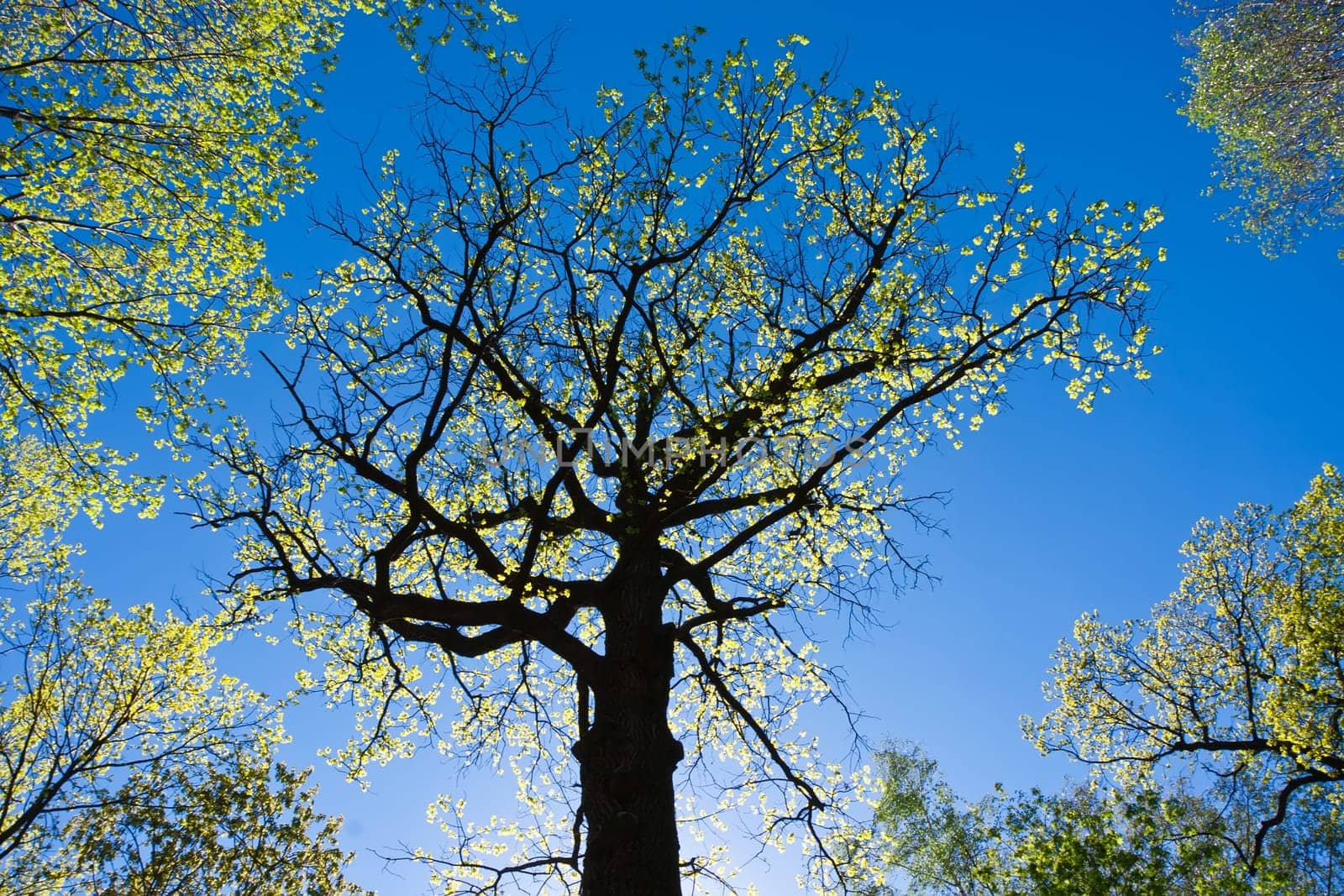 Big green tree under blue sky in spring