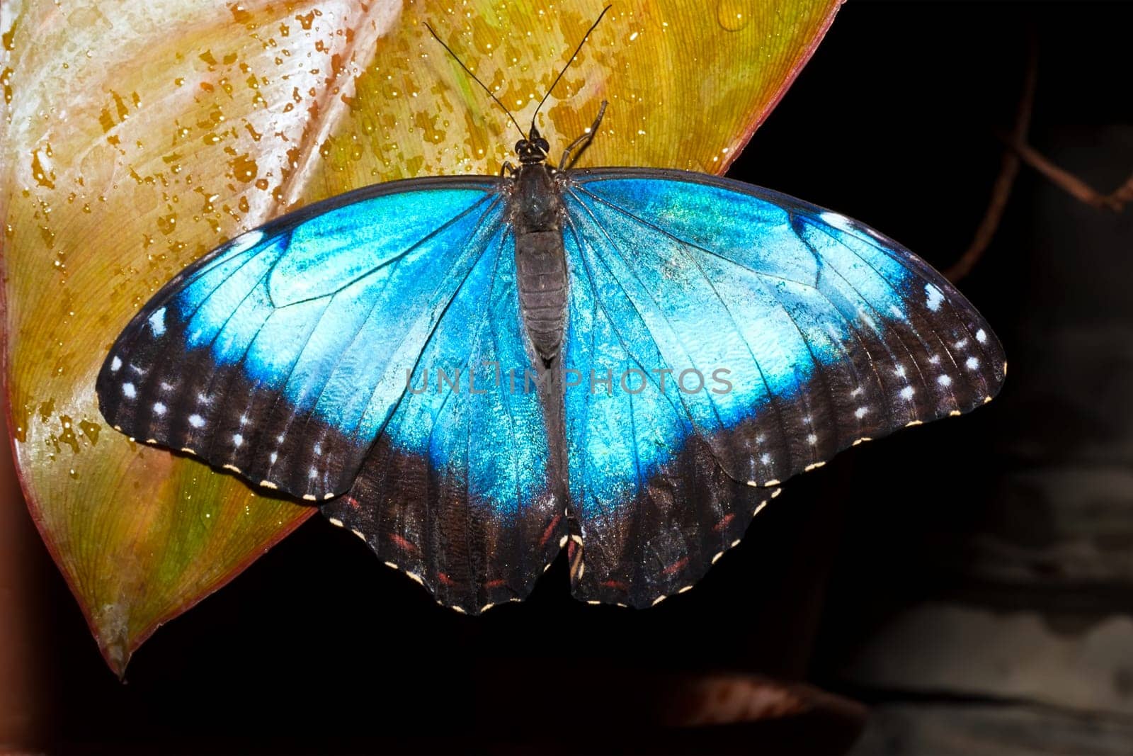 Macro photo of butterfly sitting on flower