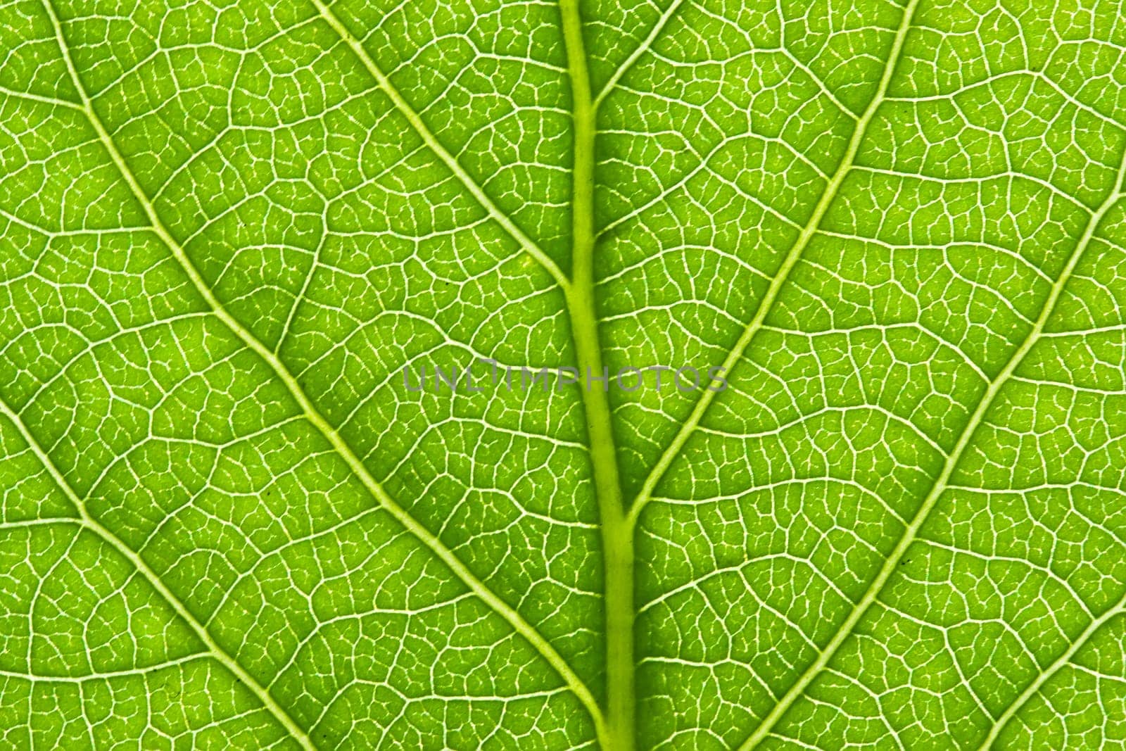 Nice macro photo of big green leaf
